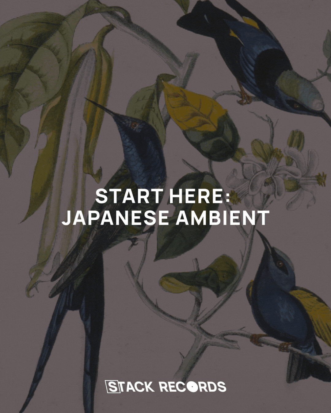 Start here: Japanese Ambient