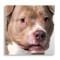 Music For Dogs - Y.O.P.E. & AVVNT MM
